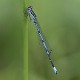 Coenagrion pulchellum male-1033